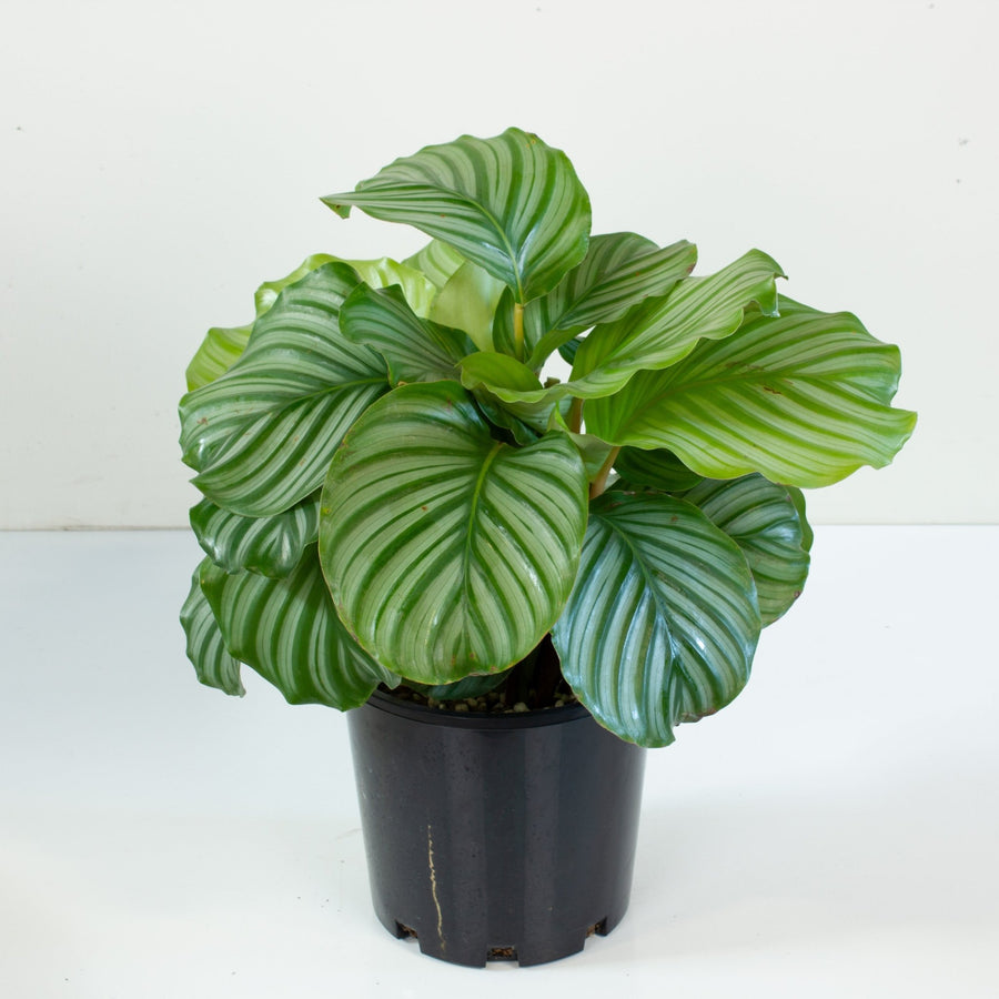 CALATHEA ORBIFOLIA pot de 4 pouces