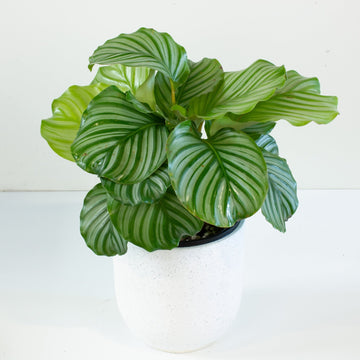 Calathea Orbifolia 20cm pot |My Jungle Home|