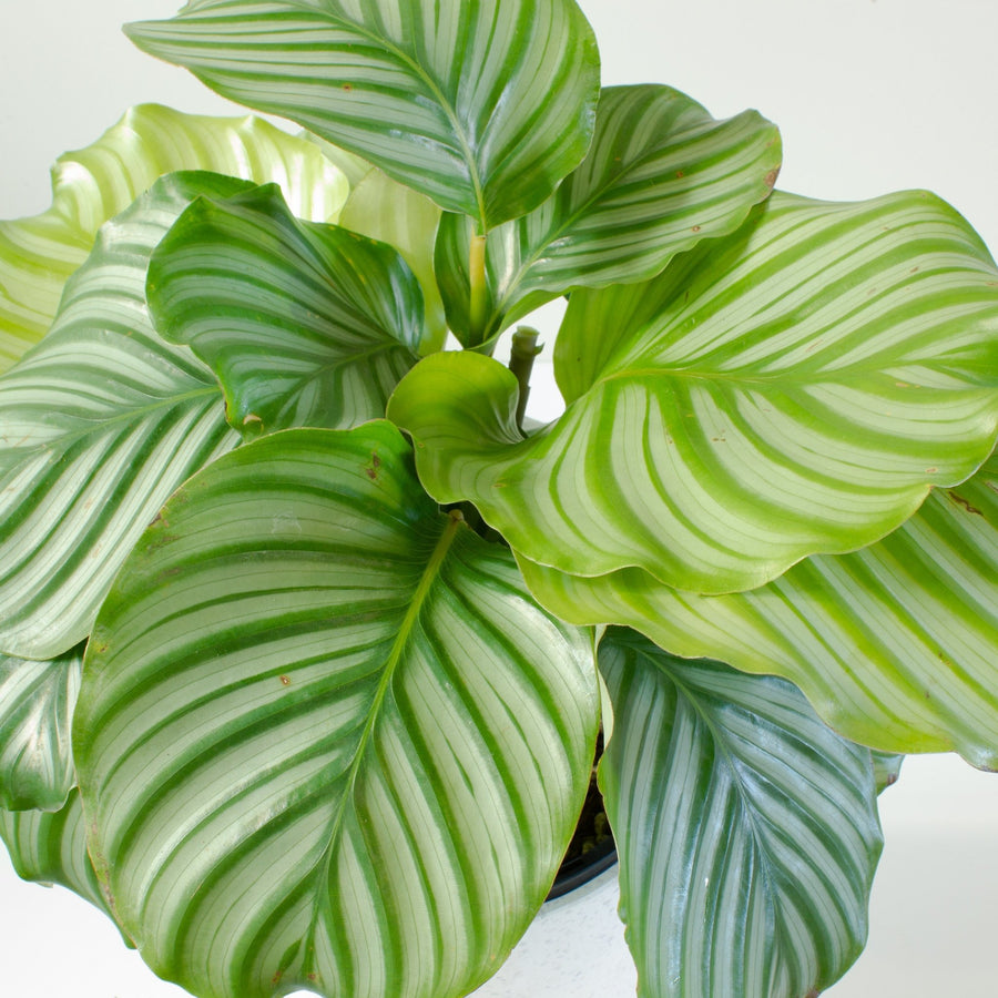 Calathea Orbifolia 20cm pot |My Jungle Home|