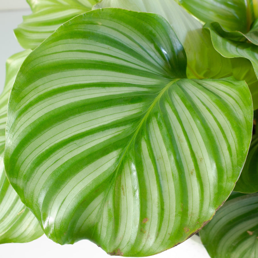 Calathea Orbifolia 20cm pot |My Jungle Home|