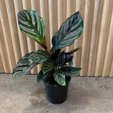 Calathea Pinstripe Ornata 13cm pot |My Jungle Home|