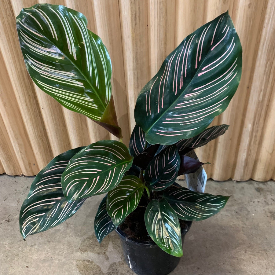 Calathea Pinstripe Ornata 13cm pot |My Jungle Home|