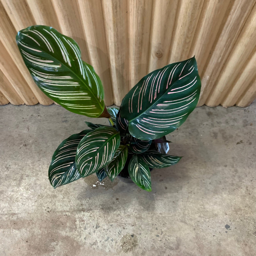 Calathea Pinstripe Ornata 13cm pot |My Jungle Home|