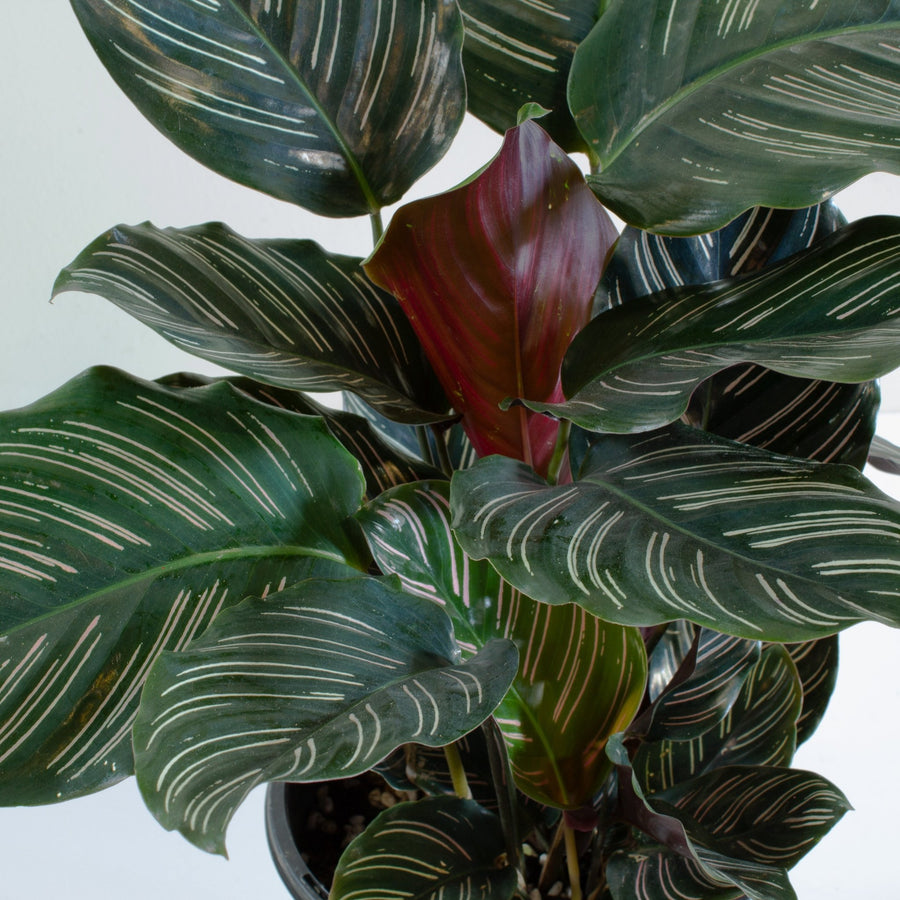 Calathea Pinstripe Ornata 20cm pot |My Jungle Home|