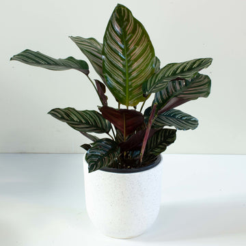 Calathea Pinstripe Ornata 20cm pot |My Jungle Home|