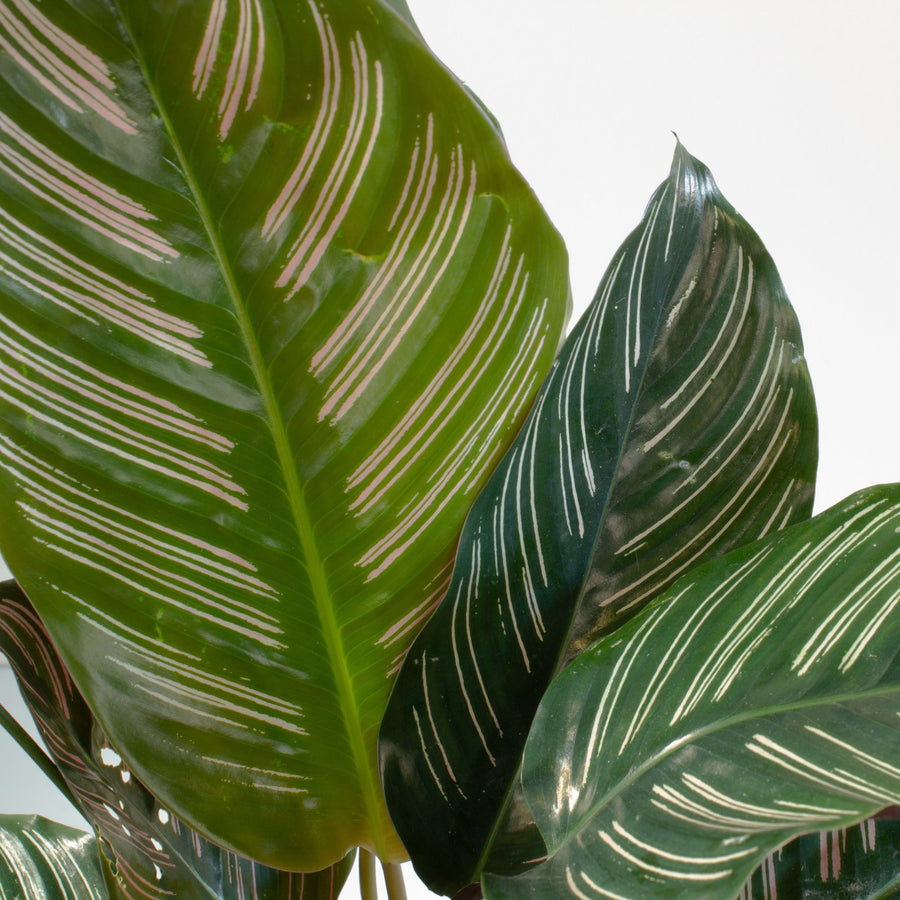 Calathea Pinstripe Ornata 20cm pot |My Jungle Home|