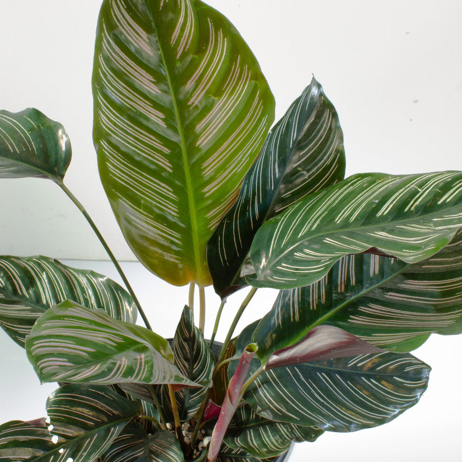 Calathea Pinstripe Ornata 20cm pot |My Jungle Home|