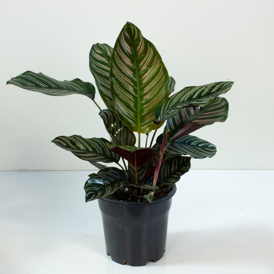 Calathea Pinstripe Ornata 20cm pot |My Jungle Home|