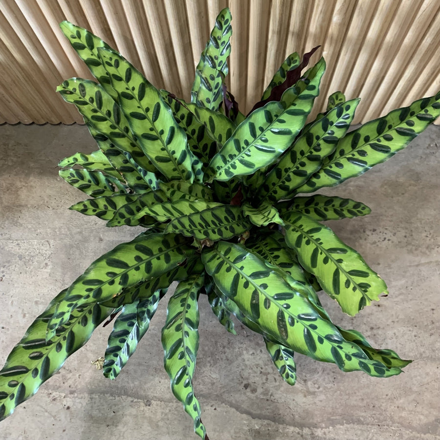 Calathea Rattlesnake 'Insignis' 25cm pot |My Jungle Home|