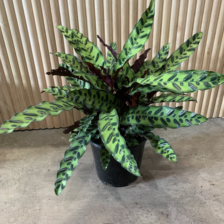 Calathea Rattlesnake 'Insignis' 25cm pot |My Jungle Home|