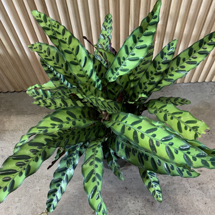 Calathea Rattlesnake 'Insignis' 25cm pot |My Jungle Home|