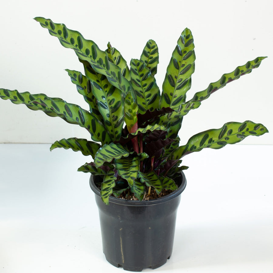 Calathea Rattlesnake 'Lancifolia' 20cm pot |My Jungle Home|