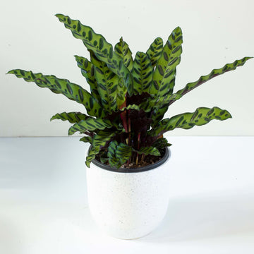 Calathea Rattlesnake 'Lancifolia' 20cm pot |My Jungle Home|