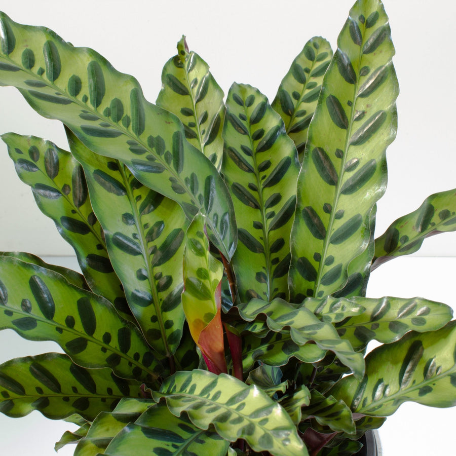 Calathea Rattlesnake 'Lancifolia' 20cm pot |My Jungle Home|