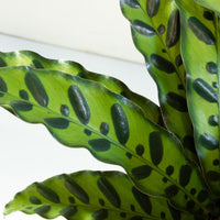 Calathea Rattlesnake 'Lancifolia' 20cm pot |My Jungle Home|