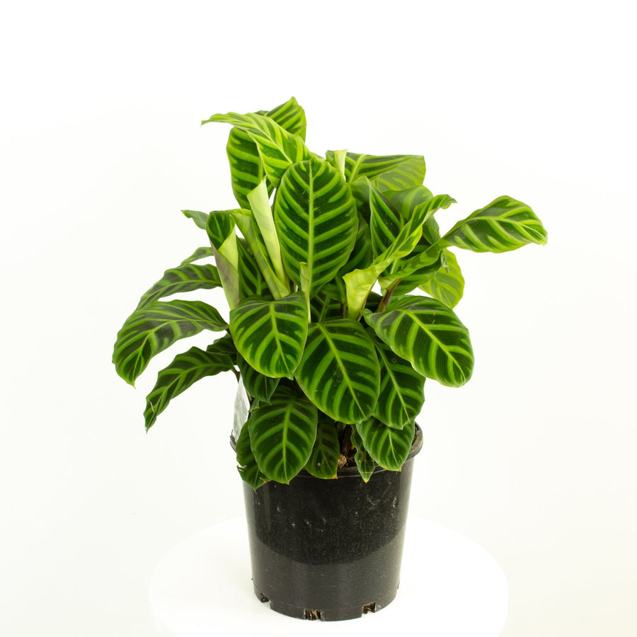 Calathea Zebrina 20cm pot |My Jungle Home|