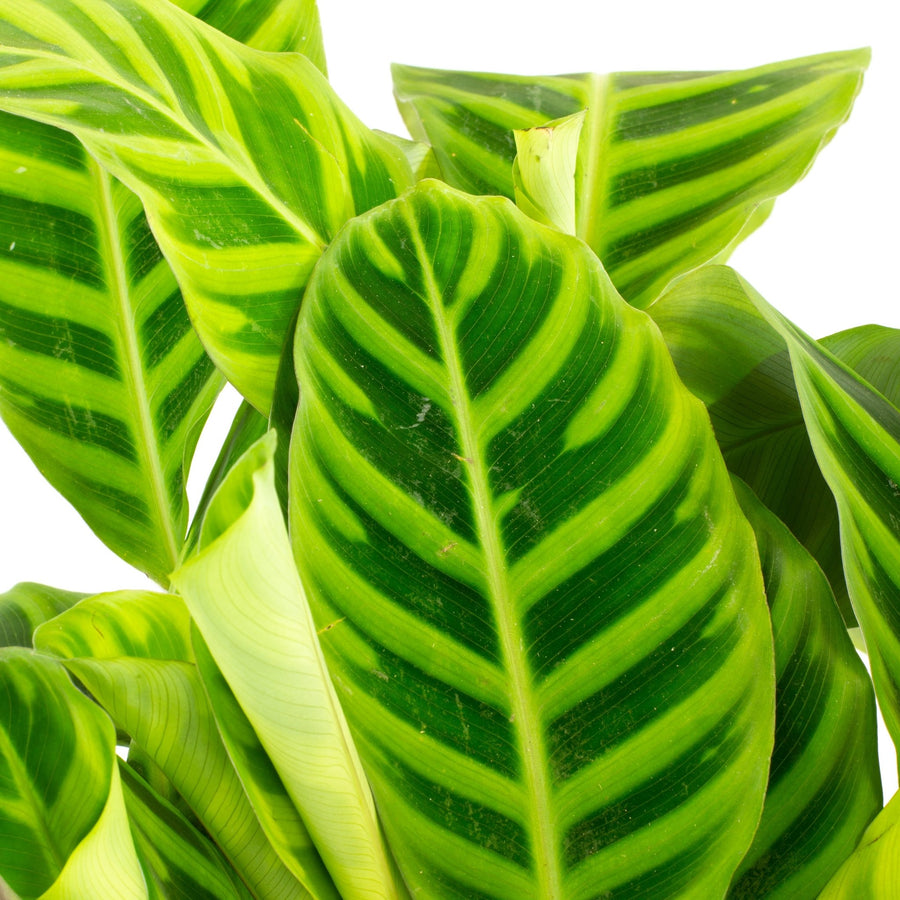 Calathea Zebrina 20cm pot |My Jungle Home|