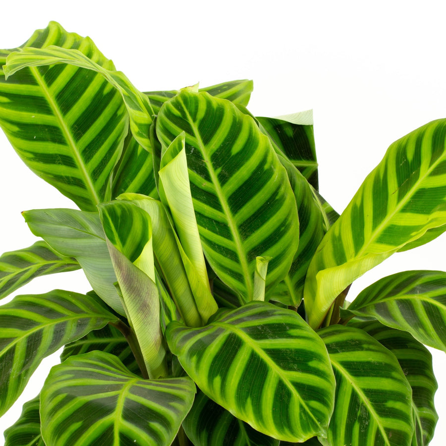 Calathea Zebrina 20cm pot |My Jungle Home|