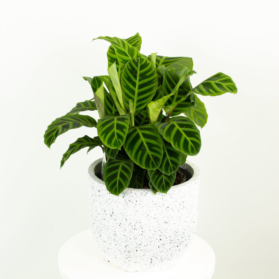 Calathea Zebrina 20cm pot |My Jungle Home|