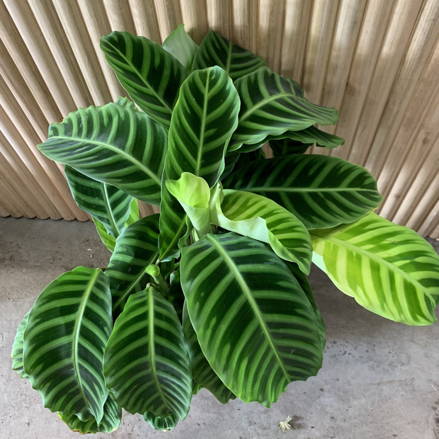 Calathea Zebrina 25cm pot |My Jungle Home|