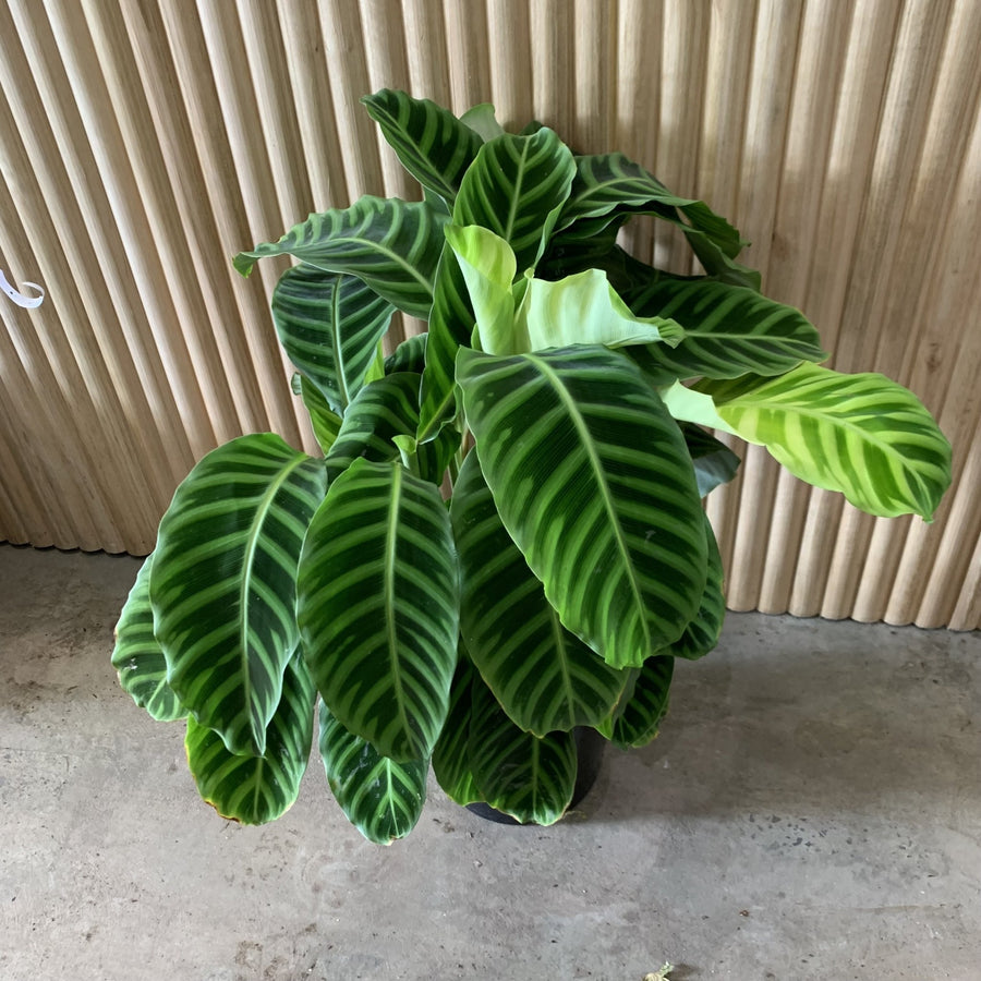 Calathea Zebrina 25cm pot |My Jungle Home|