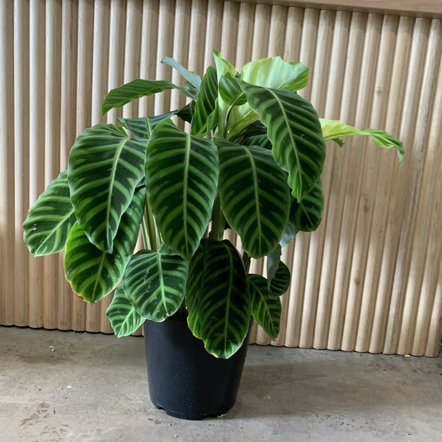 Calathea Zebrina 25cm pot |My Jungle Home|