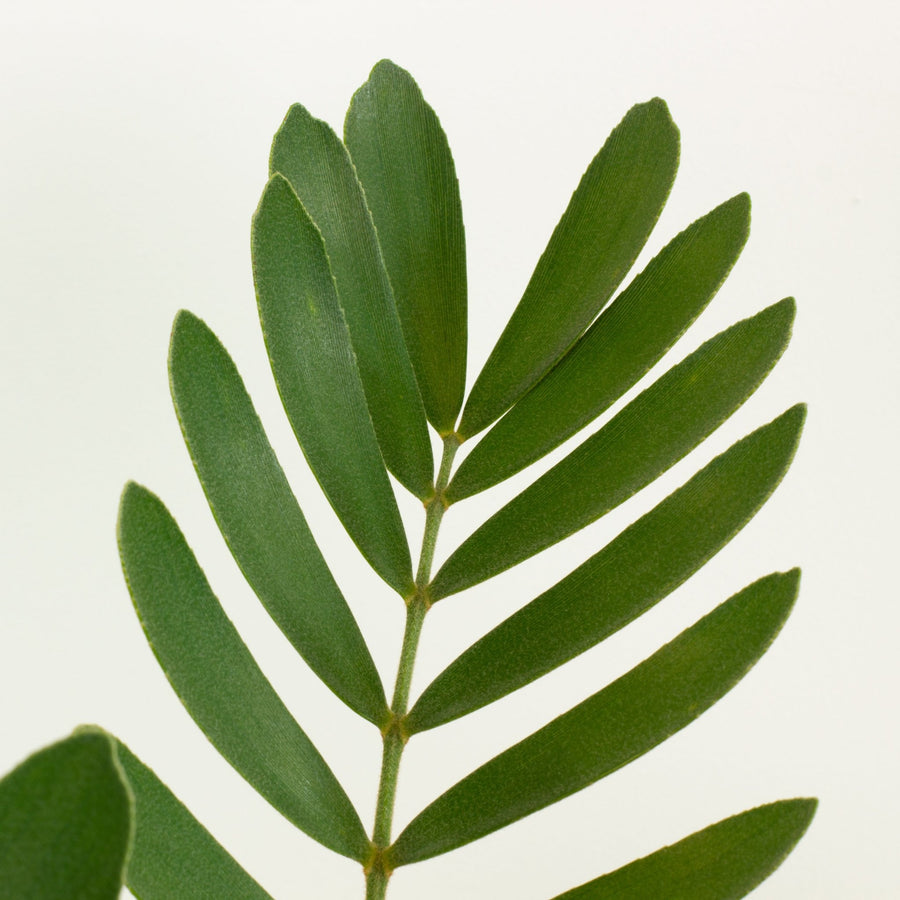 Cardboard Plant ‘Zamia Furfuracea’ 20cm pot |My Jungle Home|