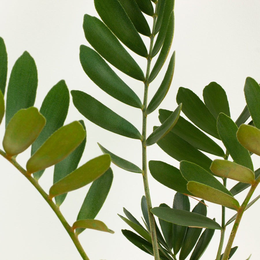Cardboard Plant ‘Zamia Furfuracea’ 20cm pot |My Jungle Home|