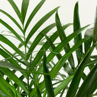 Cascade Palm ’Chamedora Atrovirens' 20 cm pot |My Jungle Home|
