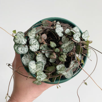 Chain of Hearts 13cm pot |My Jungle Home|