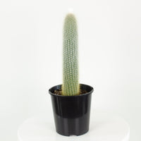 Cleistocactus Straussii ‘Silver Torch’ Cactus 15cm pot |My Jungle Home|
