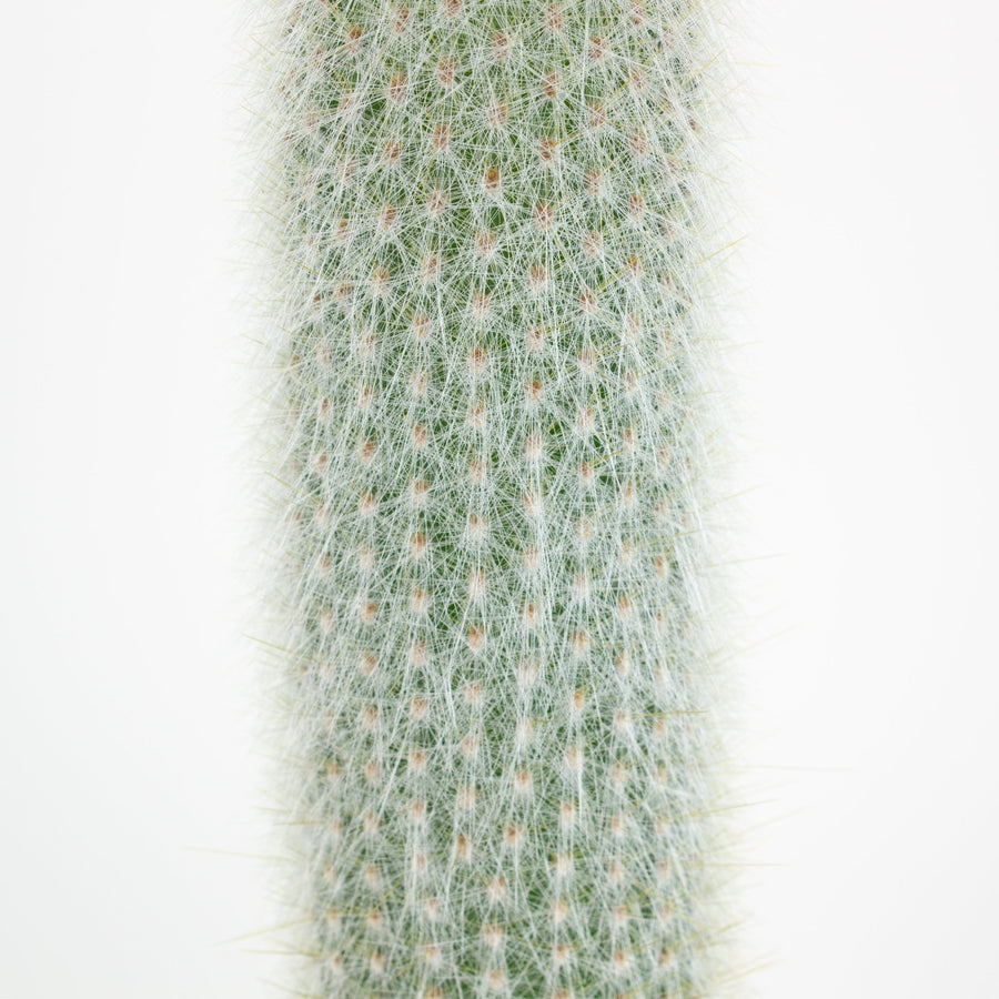 Cleistocactus Straussii ‘Silver Torch’ Cactus 15cm pot |My Jungle Home|