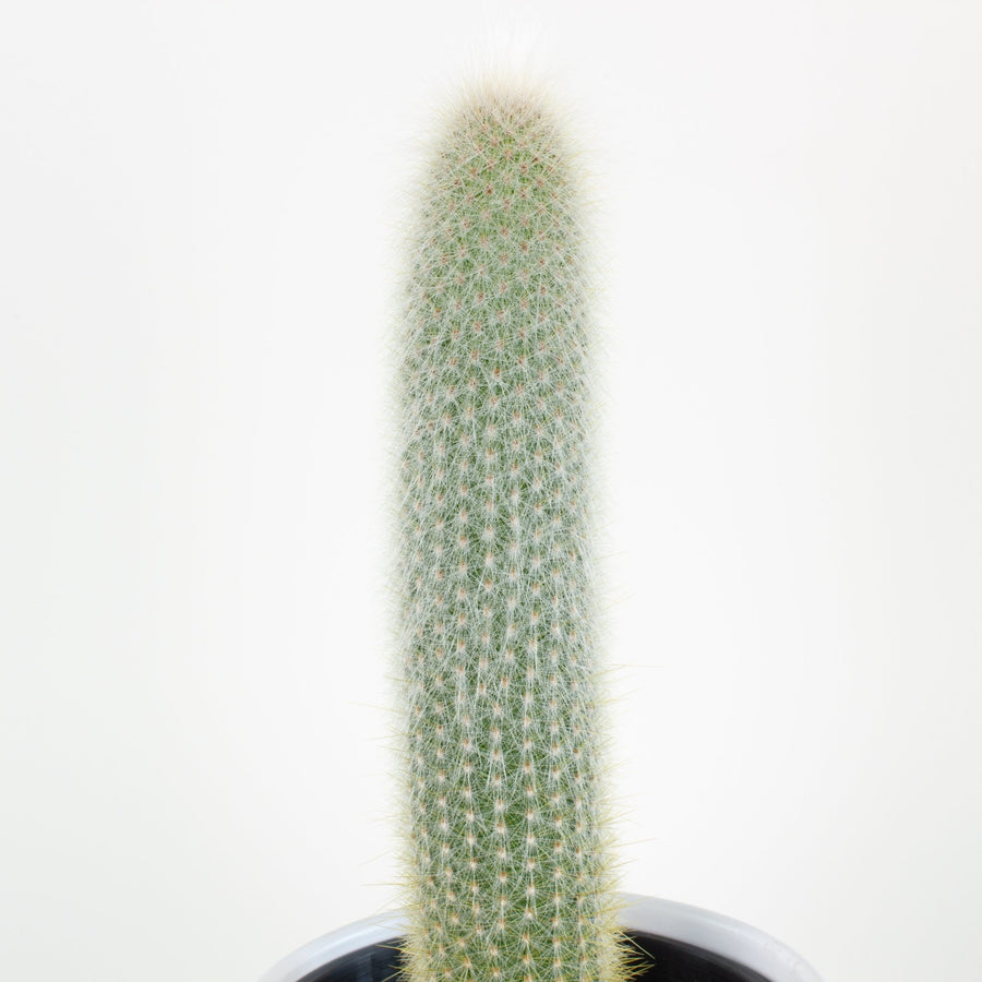 Cleistocactus Straussii ‘Silver Torch’ Cactus 15cm pot |My Jungle Home|