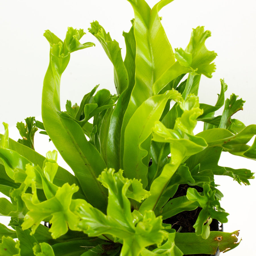 Crissie Jap Crested Fern 14cm pot |My Jungle Home|