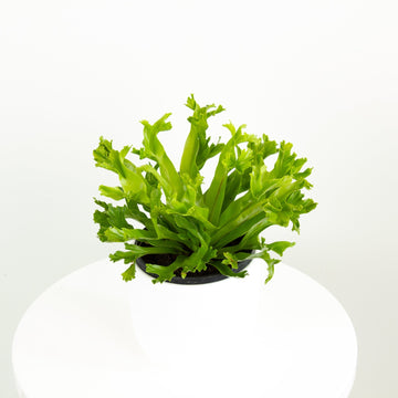 Crissie Jap Crested Fern 14cm pot |My Jungle Home|