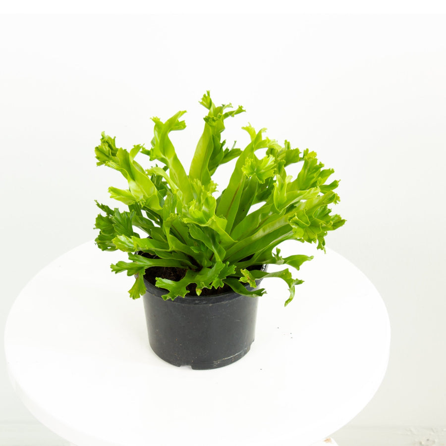 Crissie Jap Crested Fern 14cm pot |My Jungle Home|