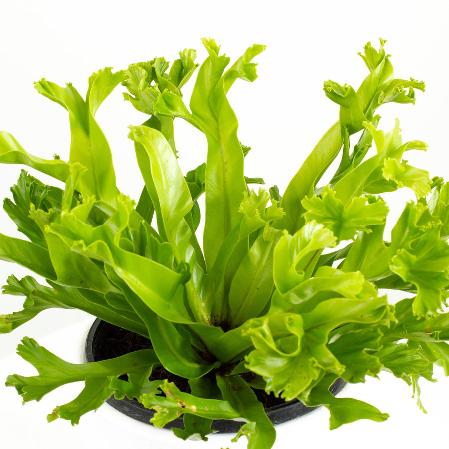 Crissie Jap Crested Fern 14cm pot |My Jungle Home|