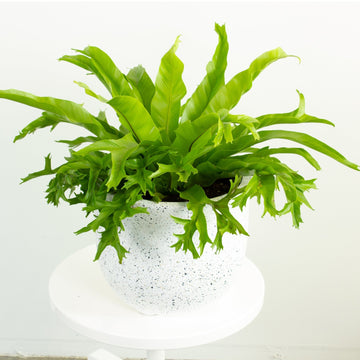 Crissie Jap Crested Fern 20cm pot |My Jungle Home|