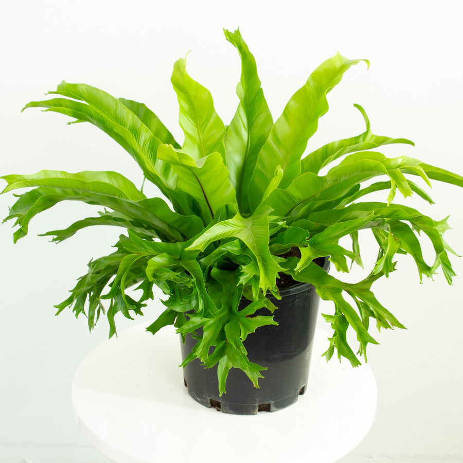 Crissie Jap Crested Fern 20cm pot |My Jungle Home|