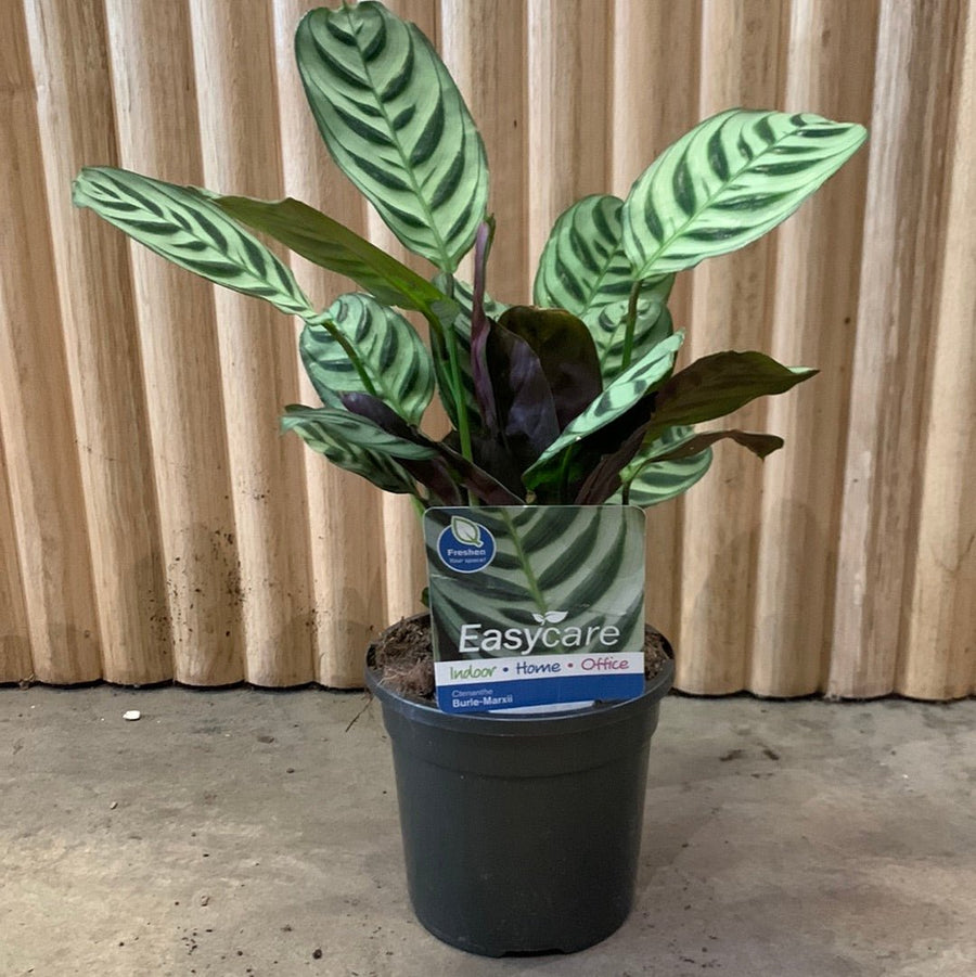 Ctenanthe Burle-Marxii 13cm pot |My Jungle Home|