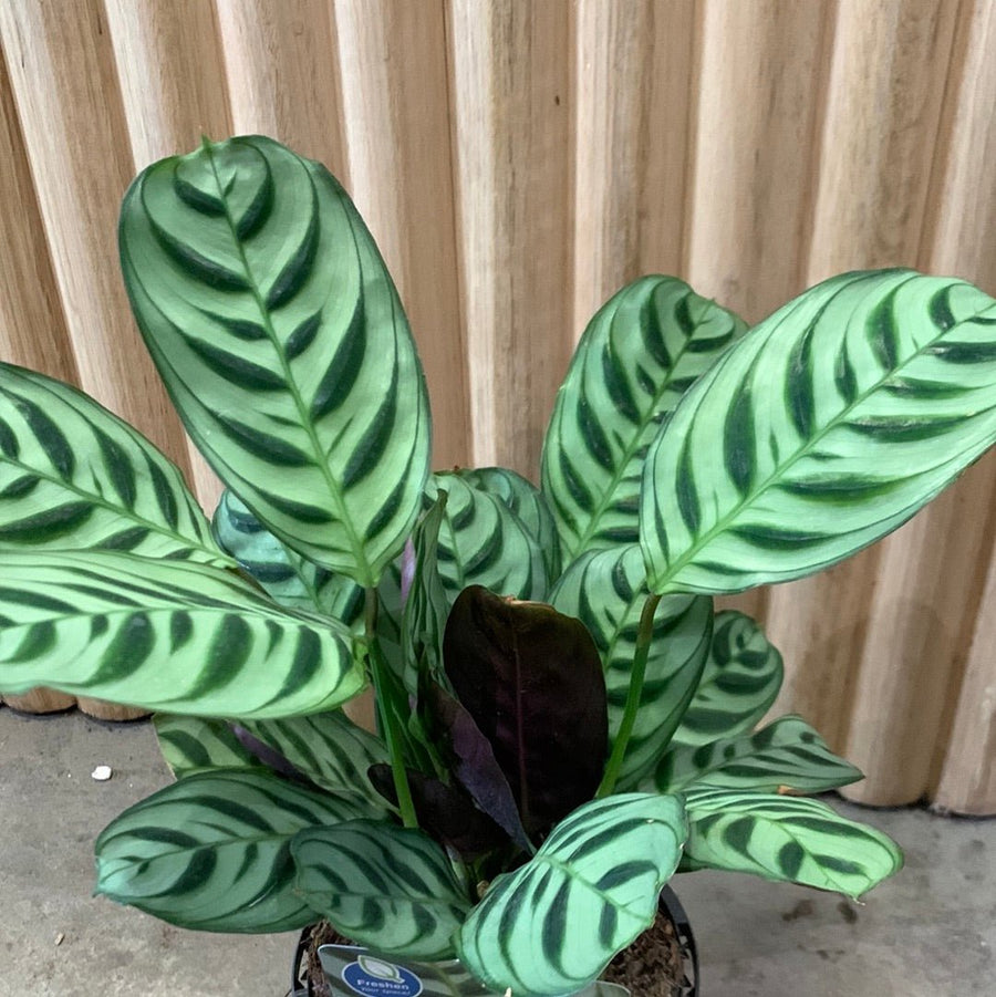 Ctenanthe Burle-Marxii 13cm pot |My Jungle Home|