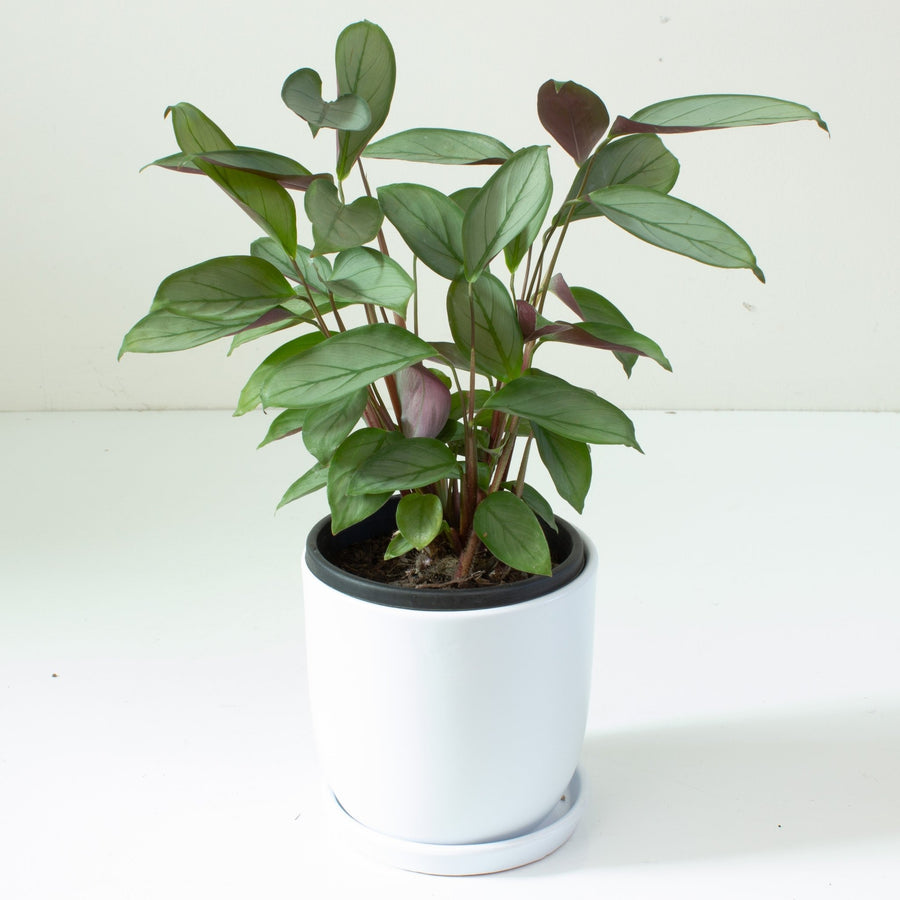 Ctenanthe Grey Star 13cm pot |My Jungle Home|