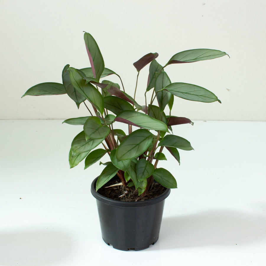Ctenanthe Grey Star 13cm pot |My Jungle Home|