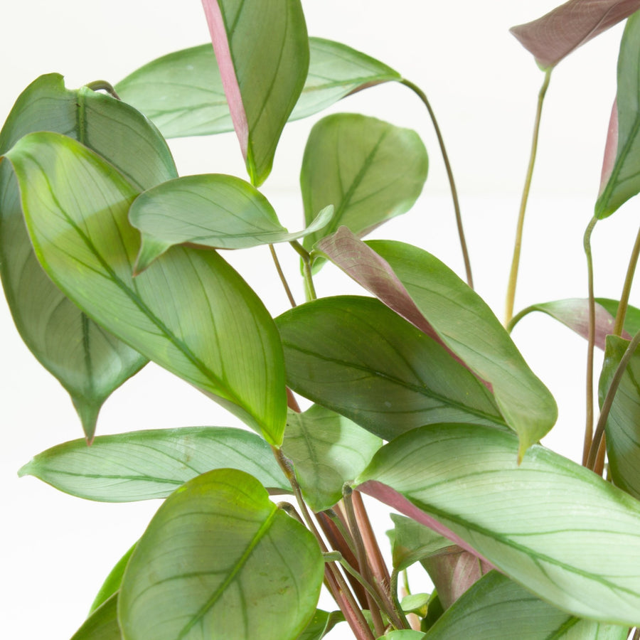 Ctenanthe Grey Star 13cm pot |My Jungle Home|