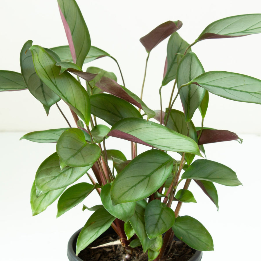 Ctenanthe Grey Star 13cm pot |My Jungle Home|