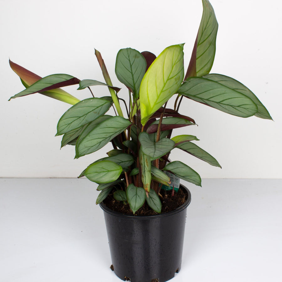 Ctenanthe Grey Star 20cm pot |My Jungle Home|