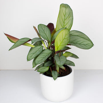 Ctenanthe Grey Star 20cm pot |My Jungle Home|