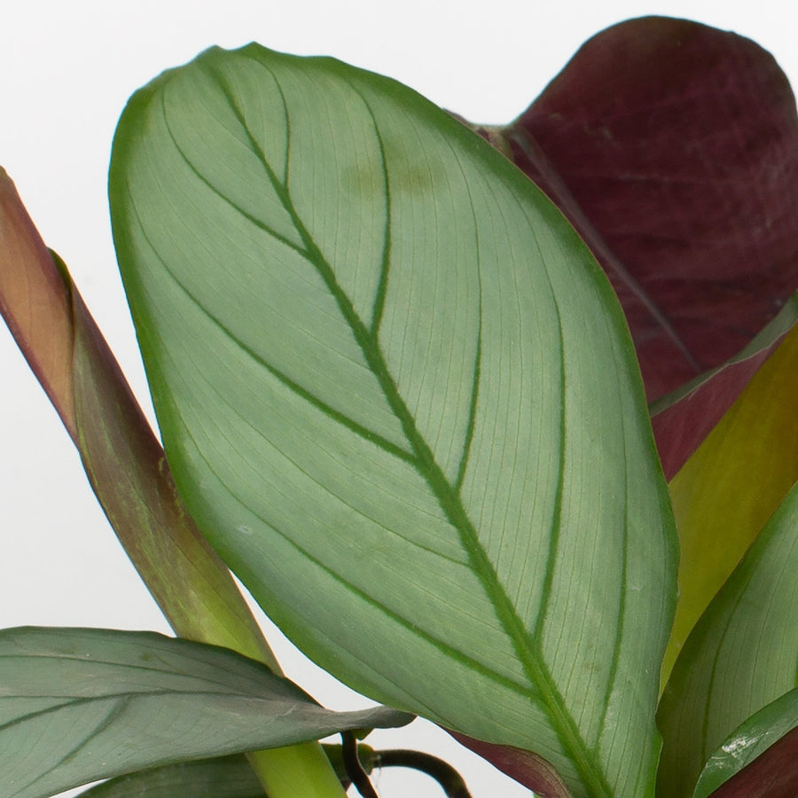 Ctenanthe Grey Star 20cm pot |My Jungle Home|