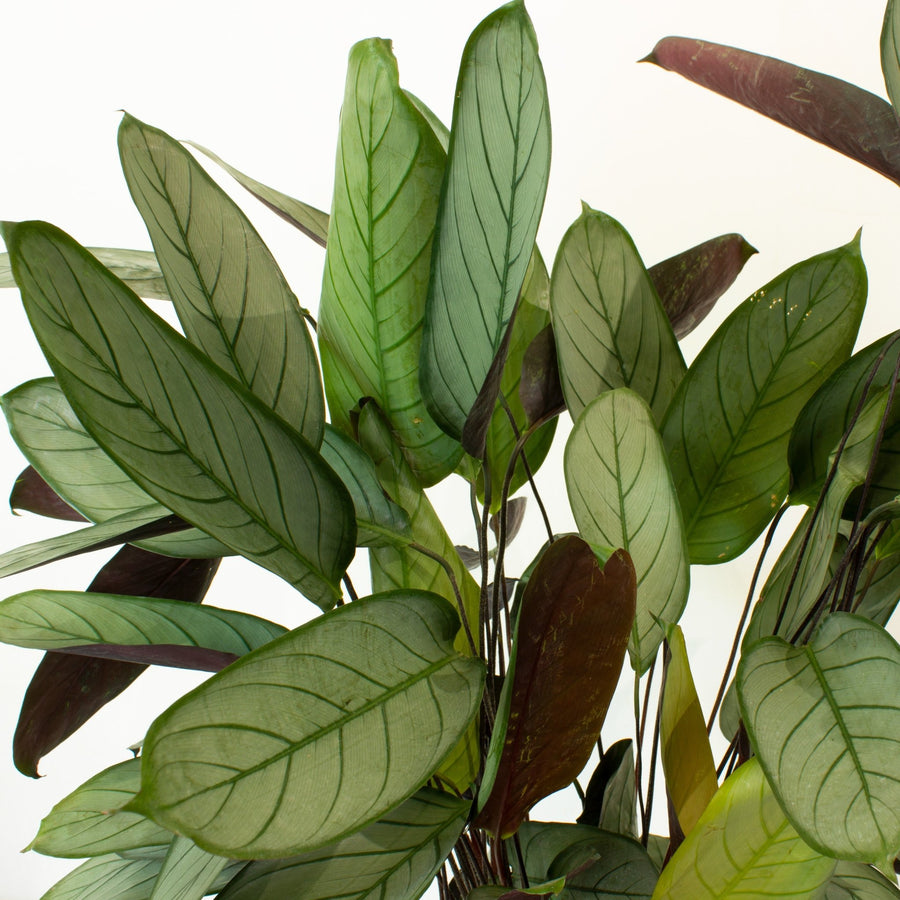 grey star prayer plant Buy Ctenanthe Grey Star 25cm pot