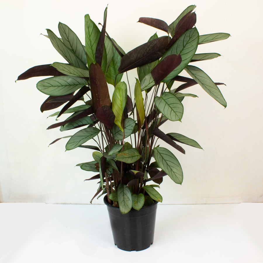 Ctenanthe Grey Star 25cm pot |My Jungle Home|